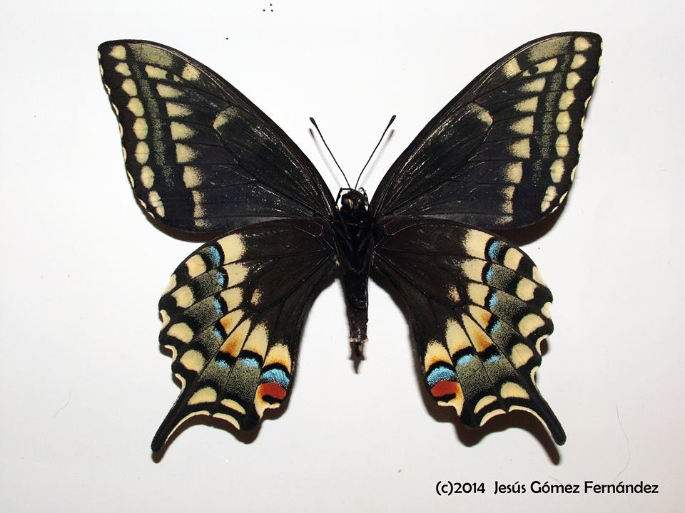 Papilio machaon x polyxenes hybrid female (verso, machaon male, Goteborg Sweden, asterius fem, Wyandotte, Michigan) (Internet Image property of respective owner, non-commercial use only)
